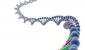 Дрейф генов: основные закономерности данного процесса Дрейф генов одно из положений
